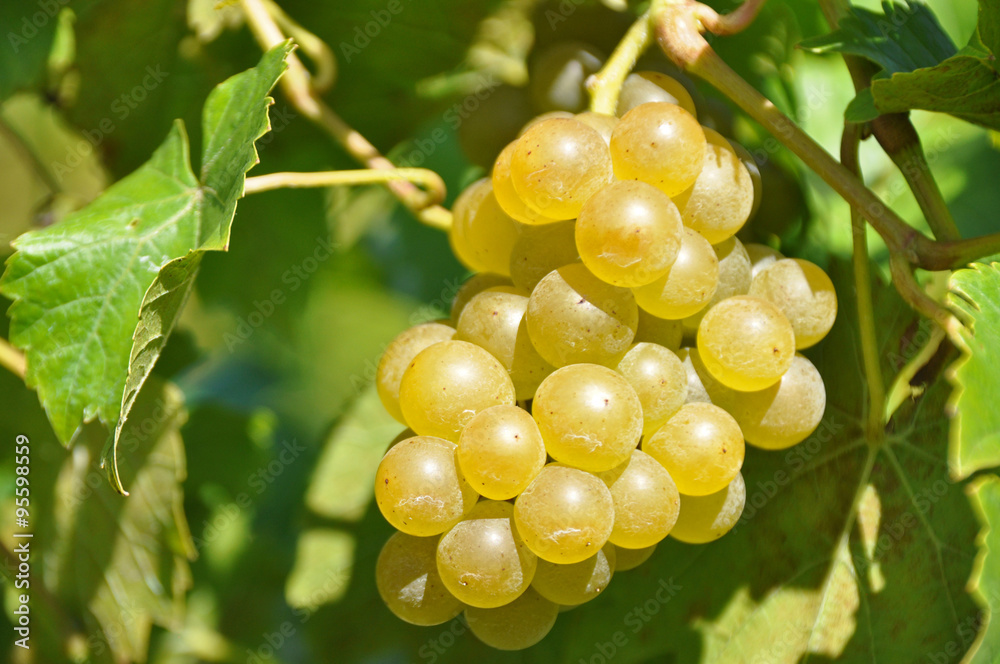 fresh bunch of white grapes fresh bunch of white grapes
