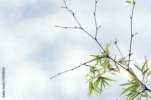 branch of bamboo
