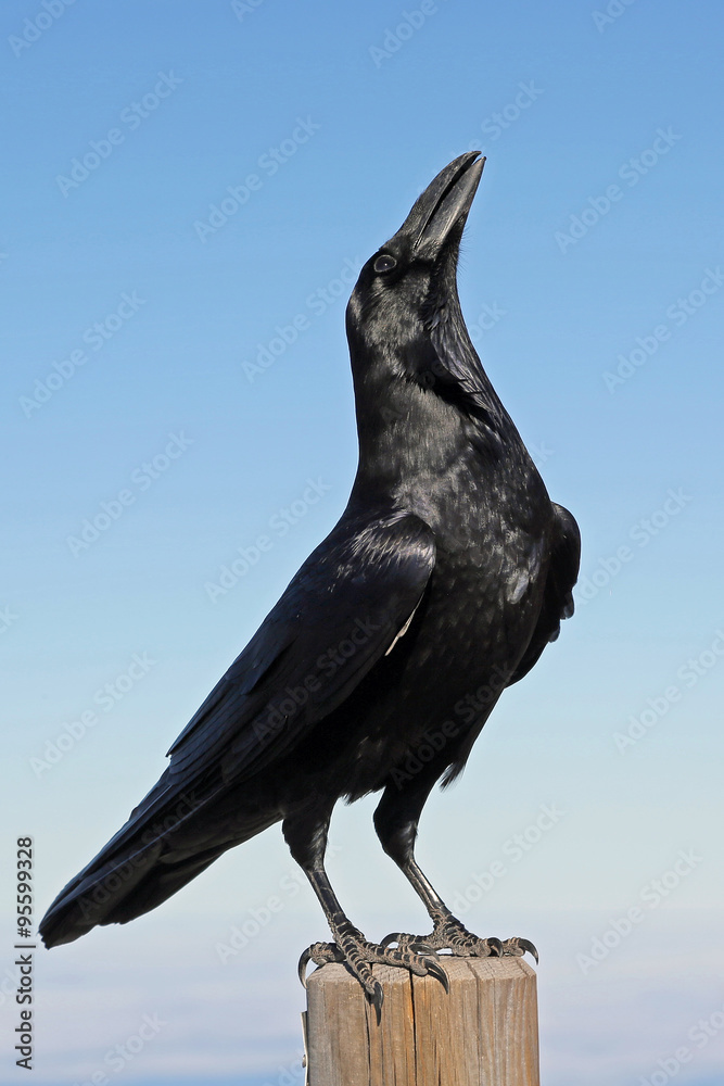 Stolzer Rabe Stock Photo Adobe Stock Stolzer Rabe Stock Photo Adobe Stock