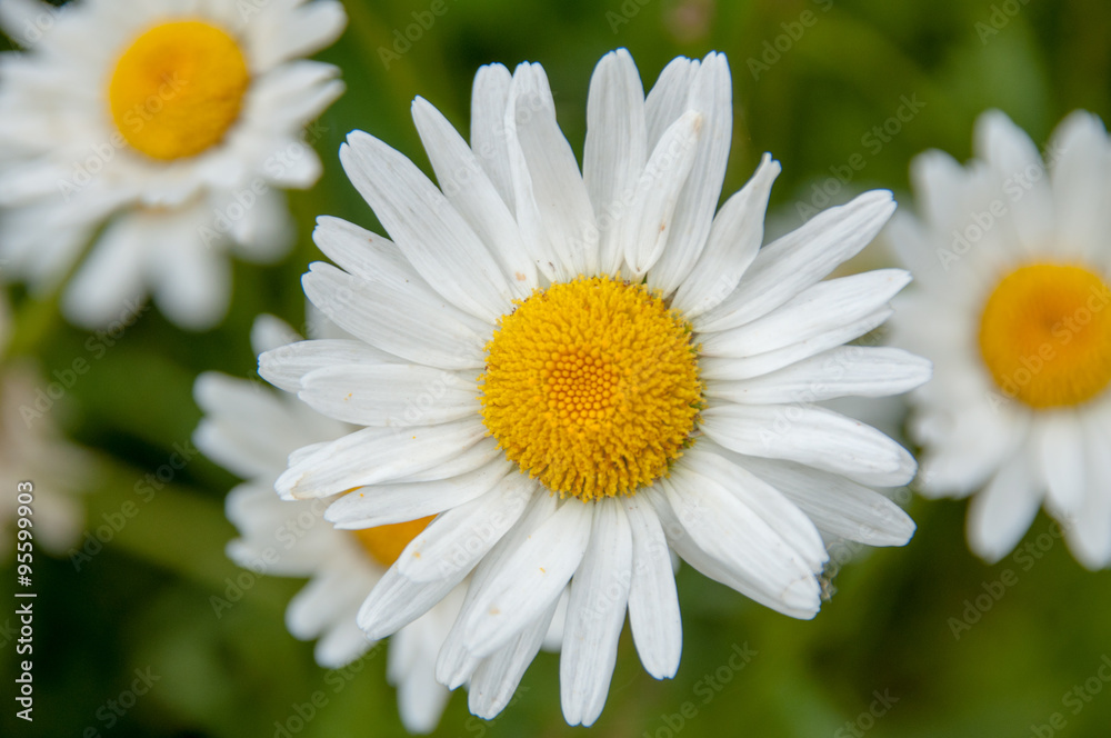 Fototapeta premium White daisy