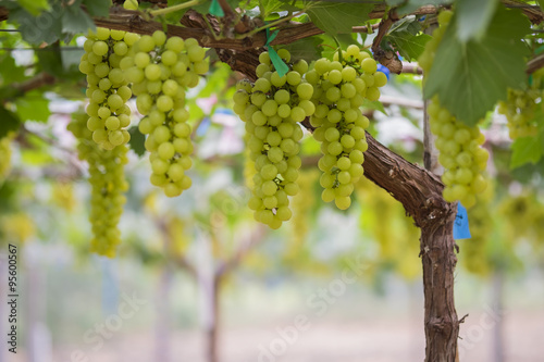Fresh green grapes on vineyards Tak ,Thailand.