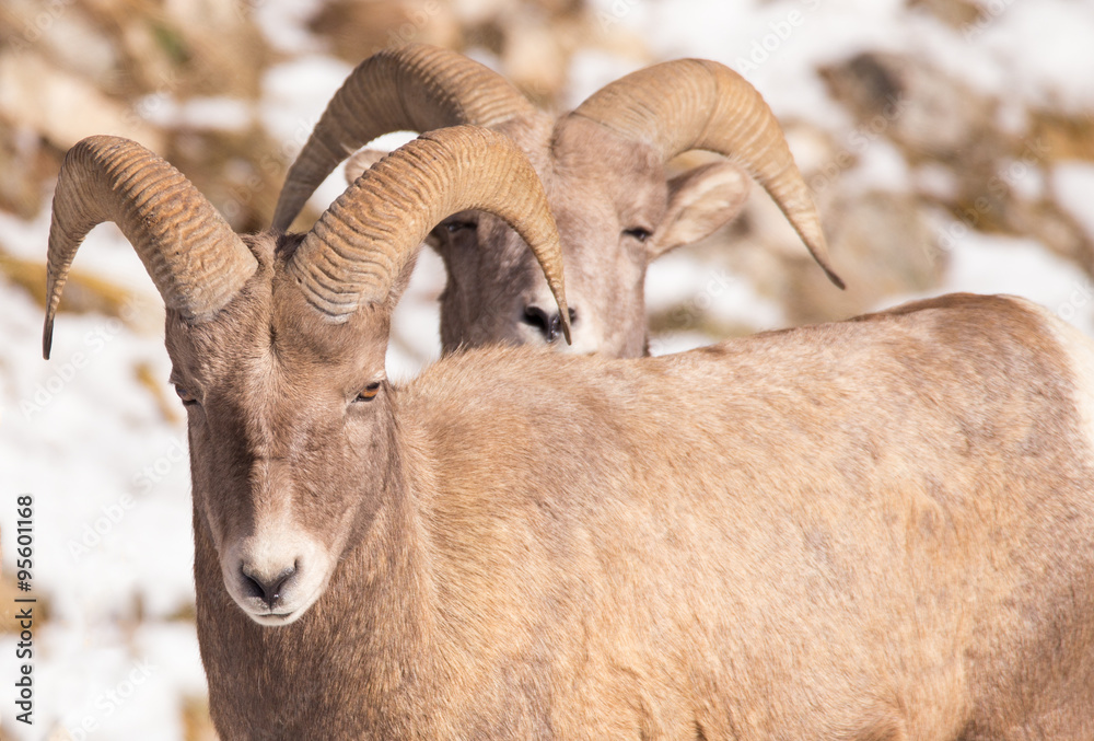 Two Bighorn Sheep - Back to Back.