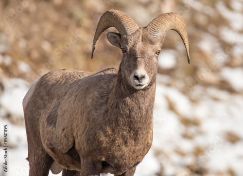 BIghorn Sheep - Eyes on You.