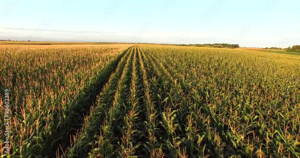 Aerial flight over golden corn  plant field at sunset