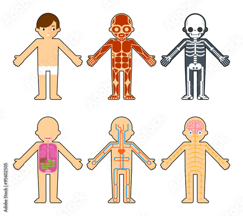 Body anatomy for kids