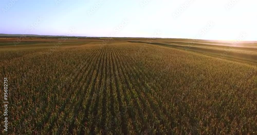 Aerial flight over golden corn  plant field at sunset