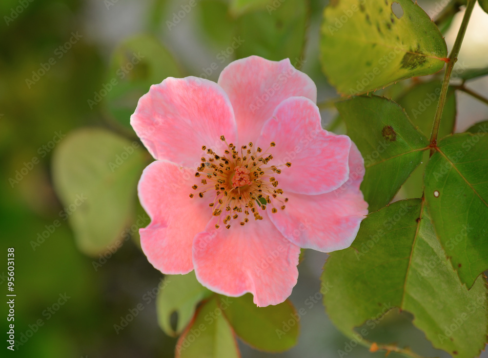 Obraz premium pink roses