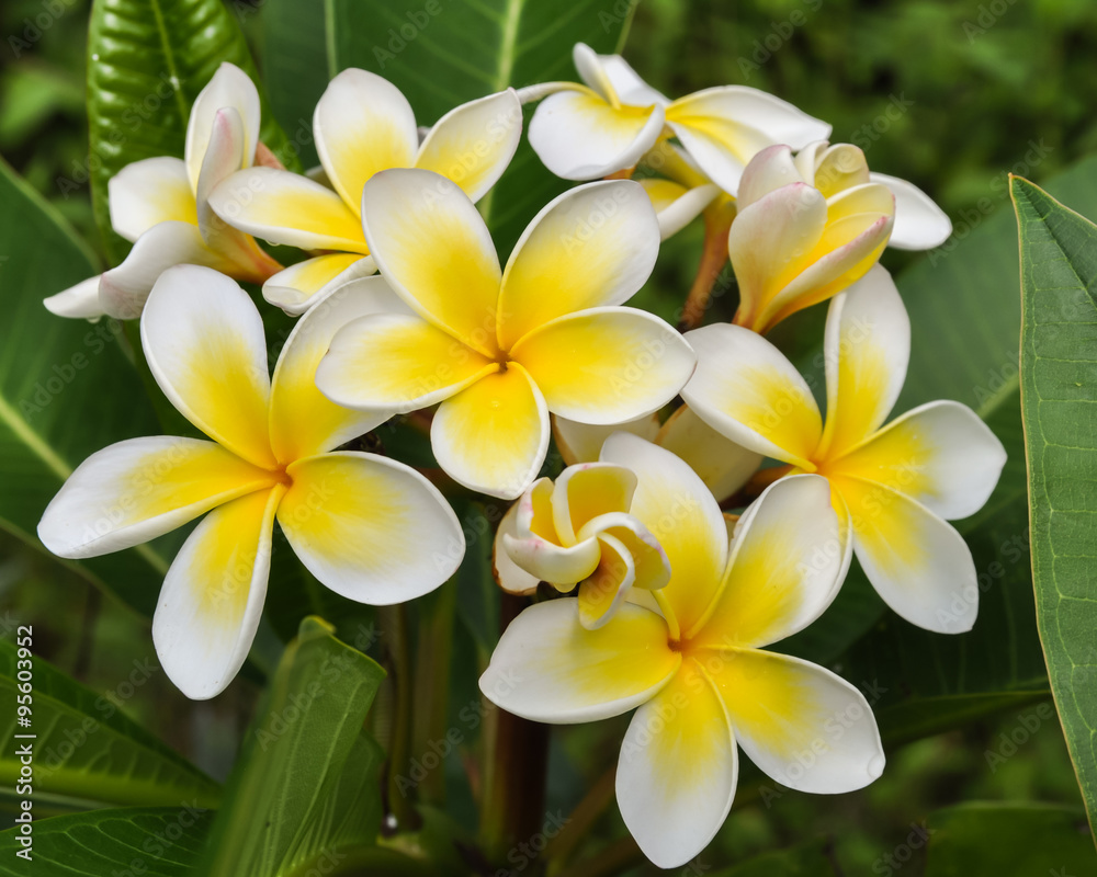Frangipanis Yellow White Frangipanis Yellow White