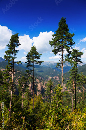 pine trees at mountains
