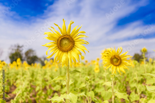 Sunflower with the deep blue sky