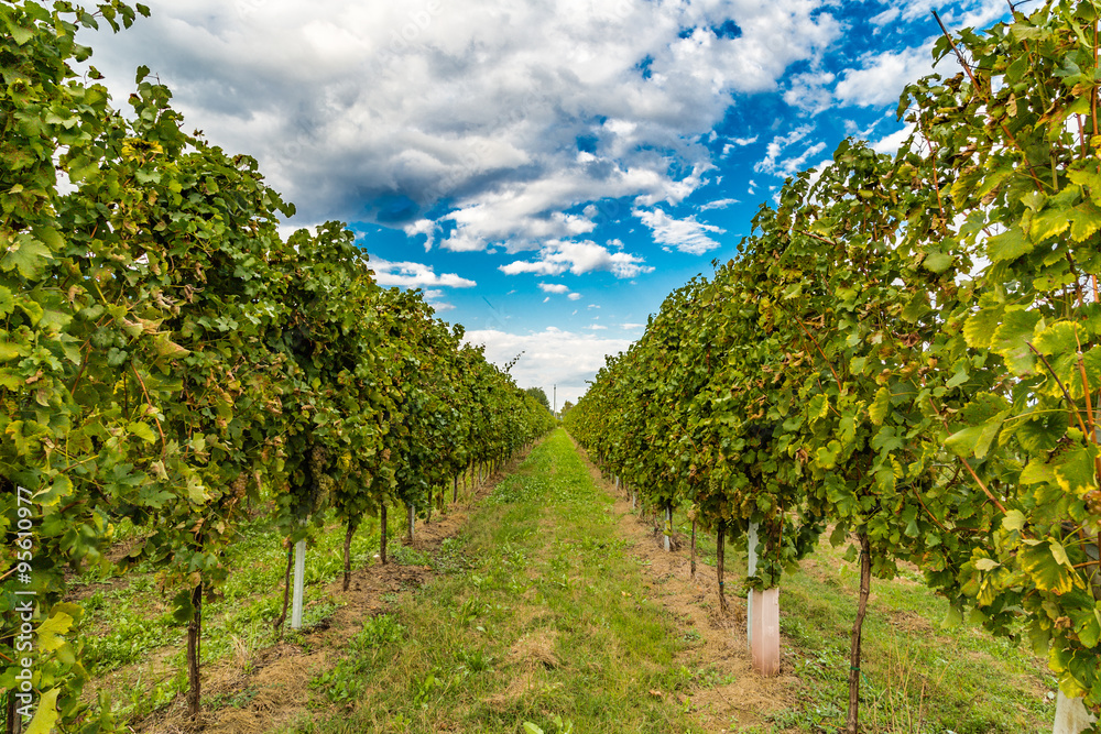 vineyards before the harvest