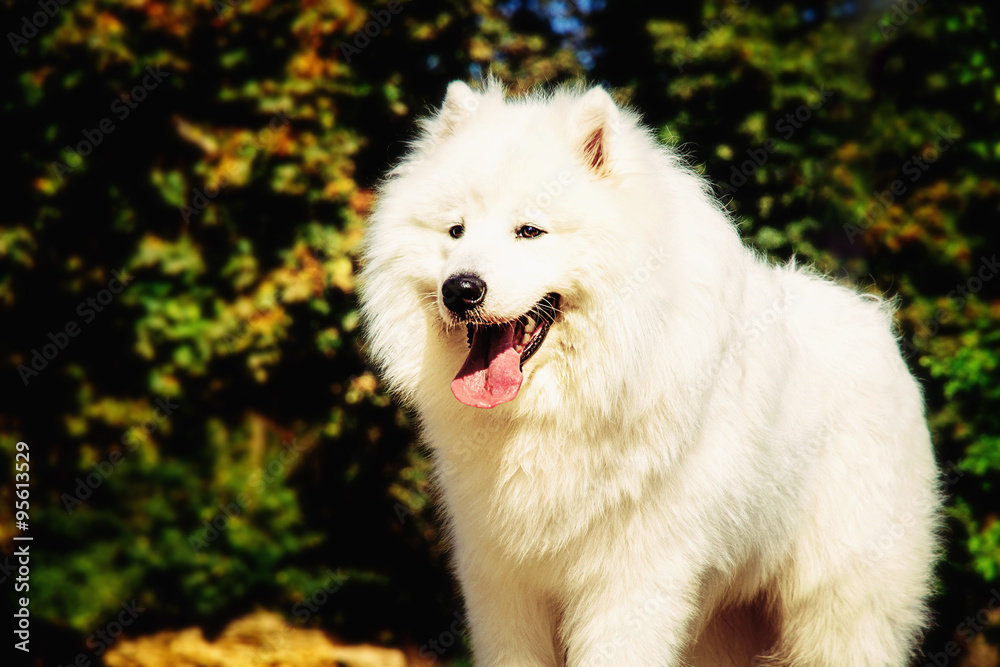 Portrait of Samoyed closeup. Sled dogs.