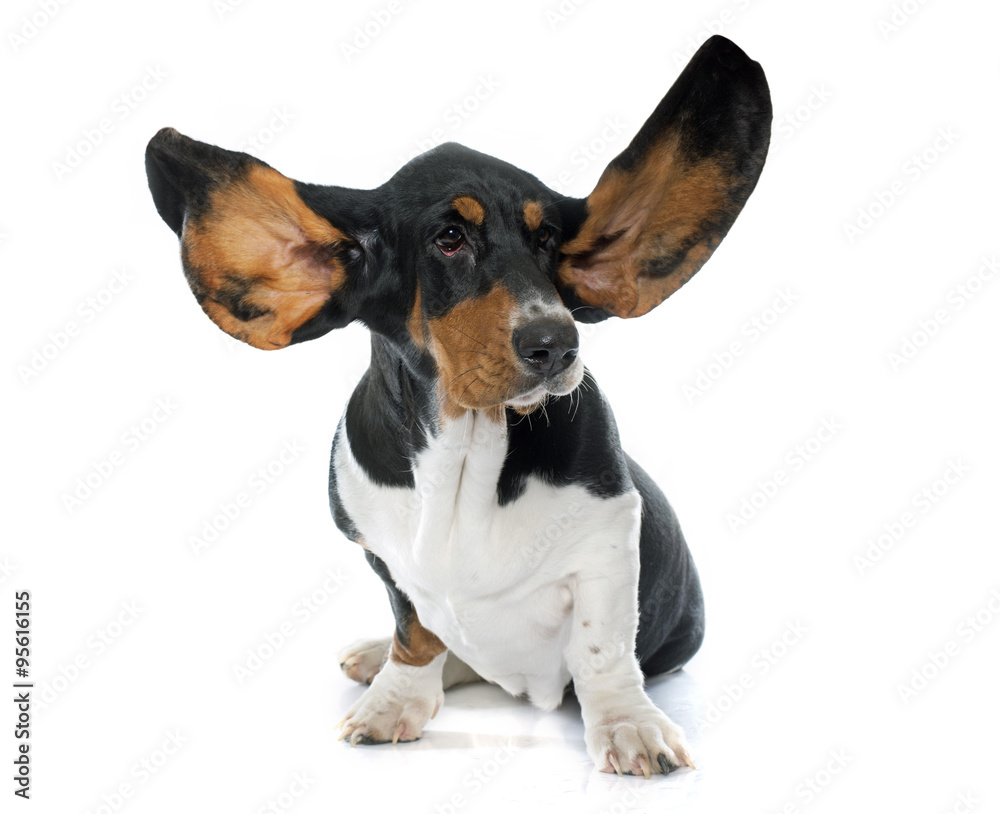 Young basset hound discount