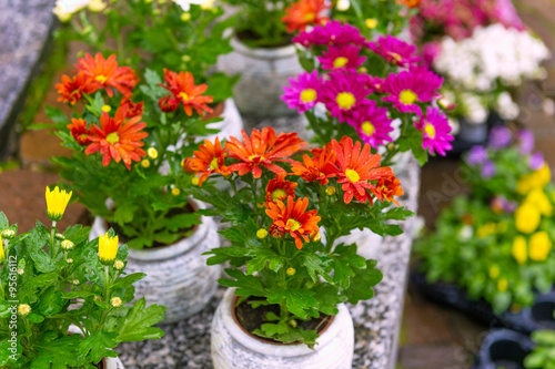 Fototapeta Naklejka Na Ścianę i Meble -  Colorful chrysanthemums in pots in flower shop