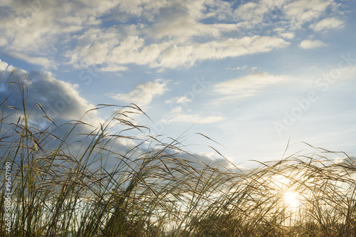 Prairie back light 