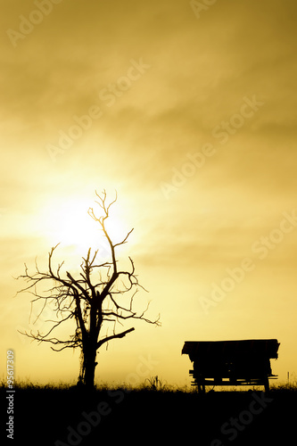 silhouetted tree ,house