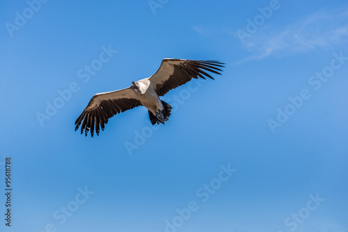 Stork  France  