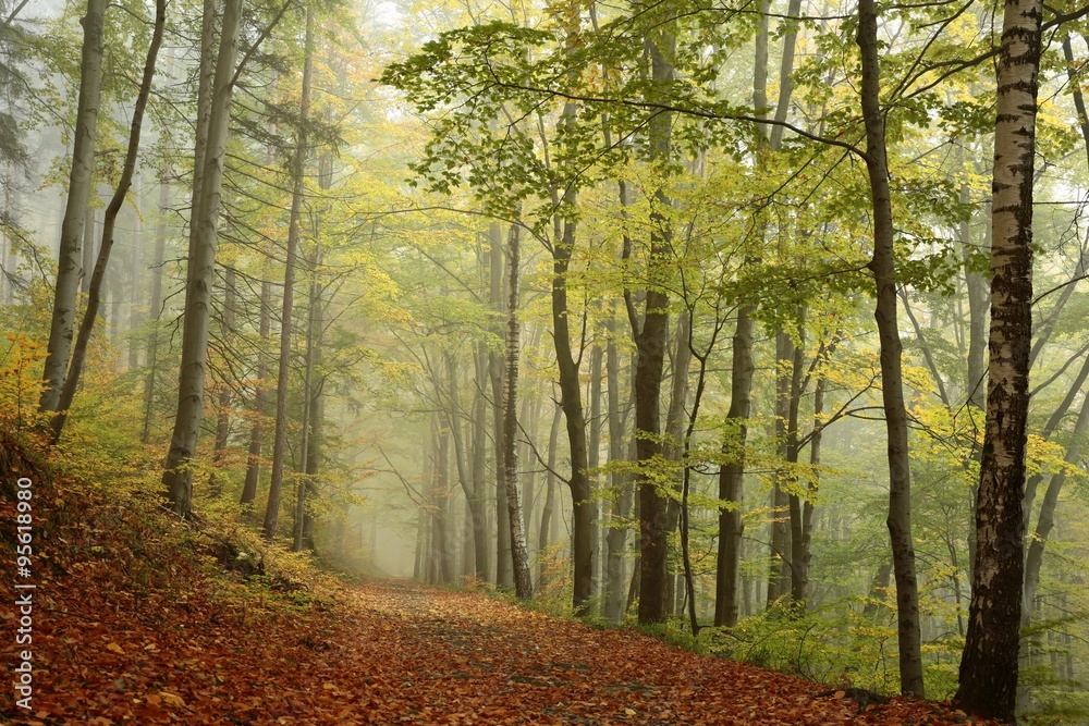 Forest path in foggy autumn weather