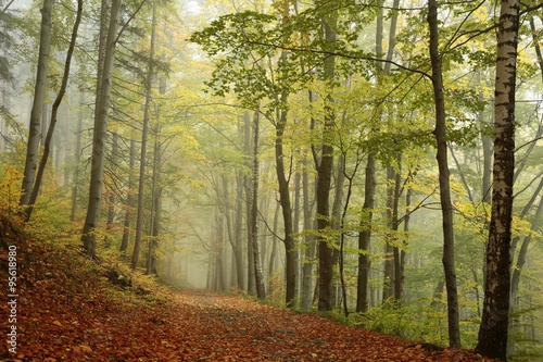 Forest path in foggy autumn weather