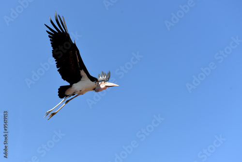 Stork, France   © kamira
