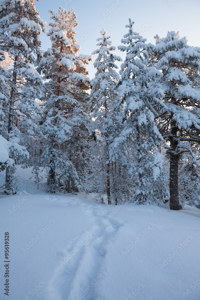 Fototapeta premium Snowy forest at winter