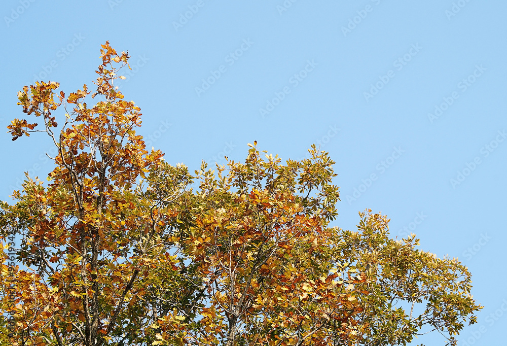 Oak branch against the blue sky Oak branch against the blue sky