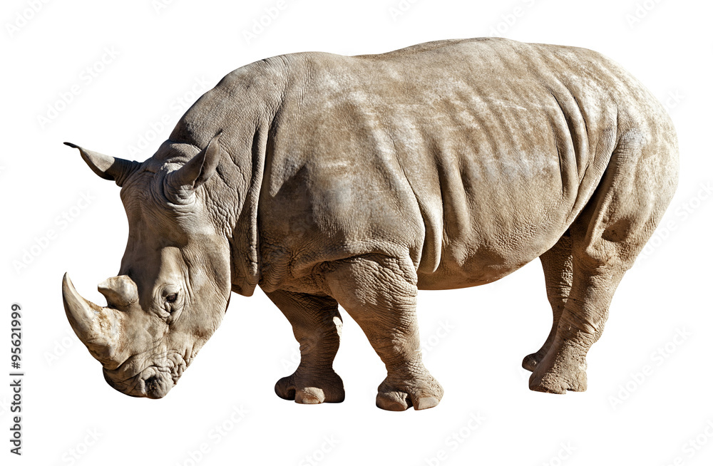 Fototapeta premium african rhinoceros isolated white background