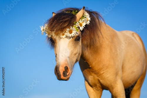 Fototapeta Naklejka Na Ścianę i Meble -  welsh pony