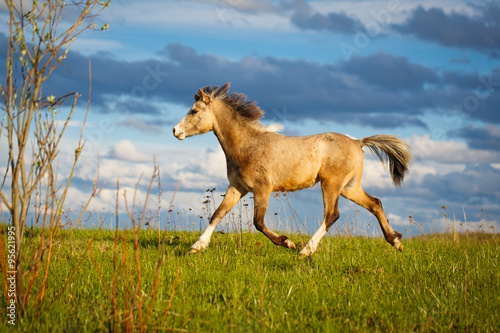 welsh pony © DragoNika