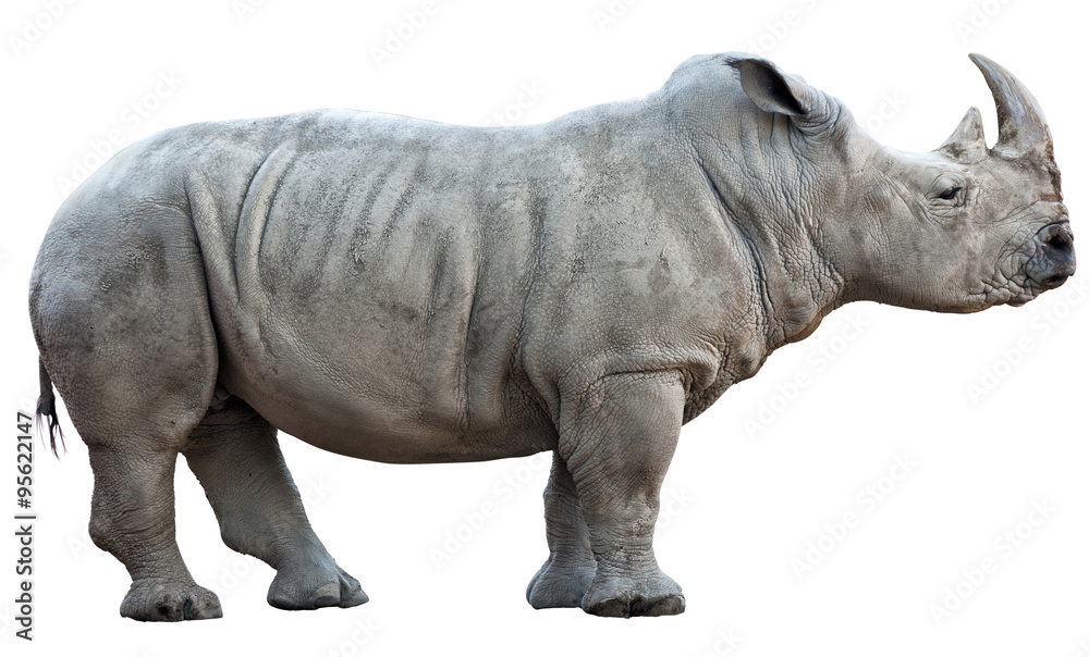 Naklejka premium nosorożec na białym tle