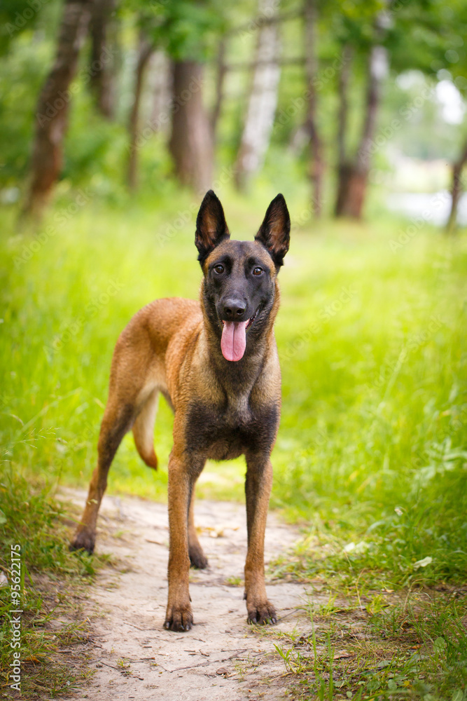 Malinois Belgian Shepherd dog