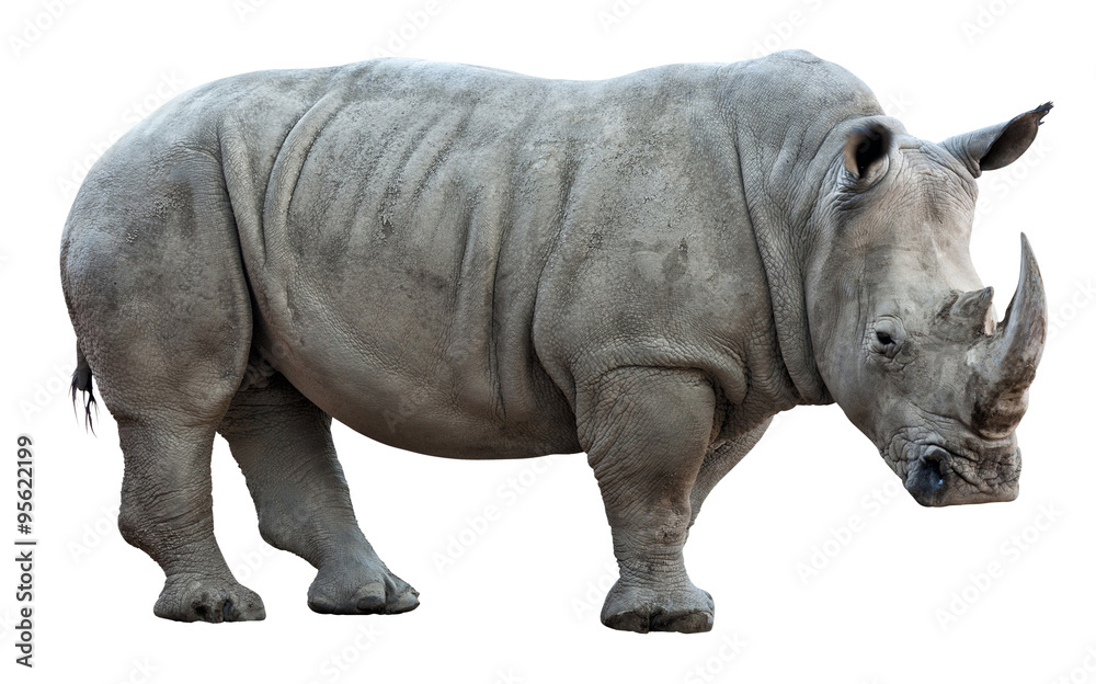 Obraz premium nosorożec na białym tle