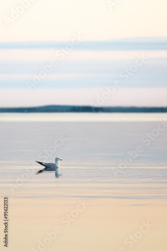 Gull on the lake