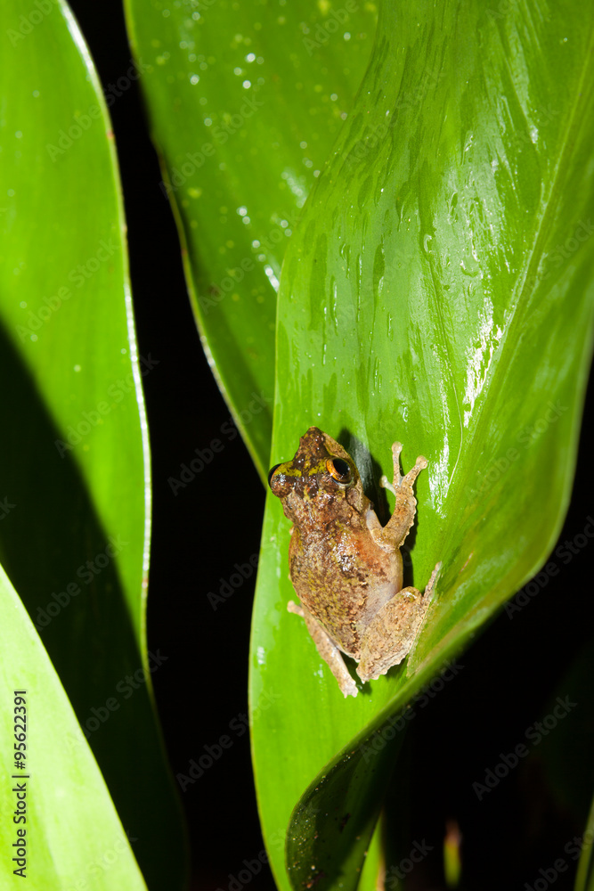 Obraz premium Small frog at big leaf in rainforest
