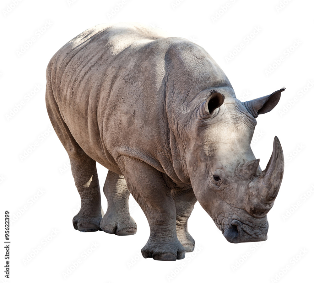 Obraz premium large white rhinoceros isolated white background