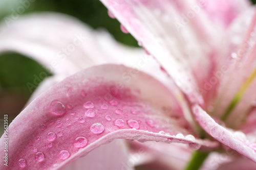 ピンクのスカシユリの花のアップと水滴