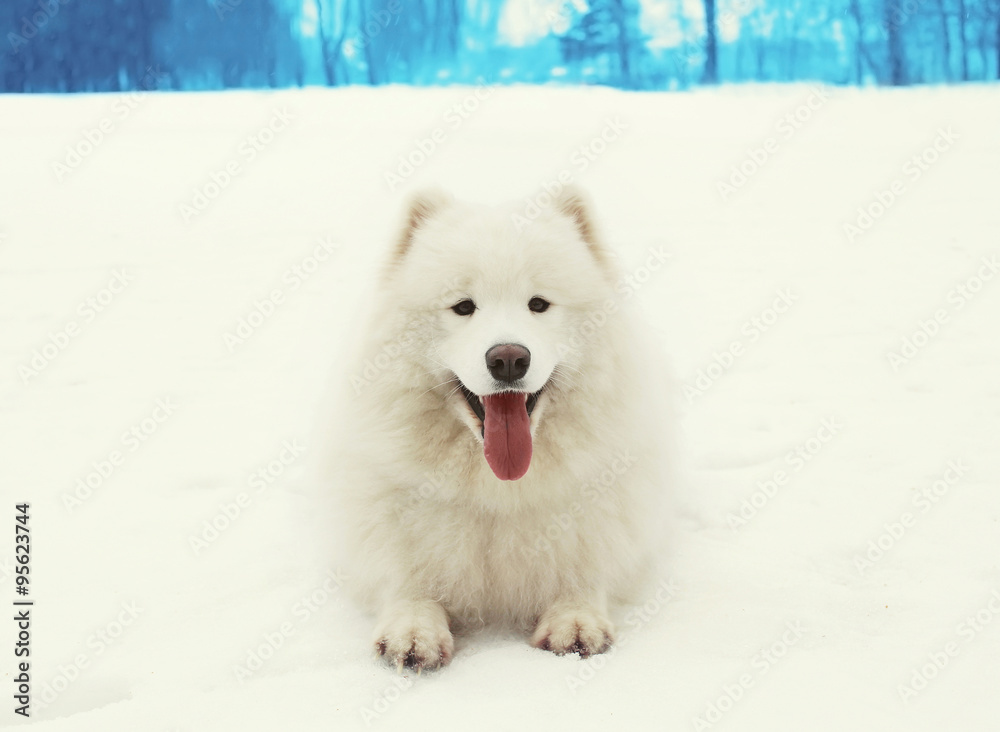 Happy cheerful white Samoyed dog lying on snow in winter day Happy cheerful white Samoyed dog lying on snow in winter day