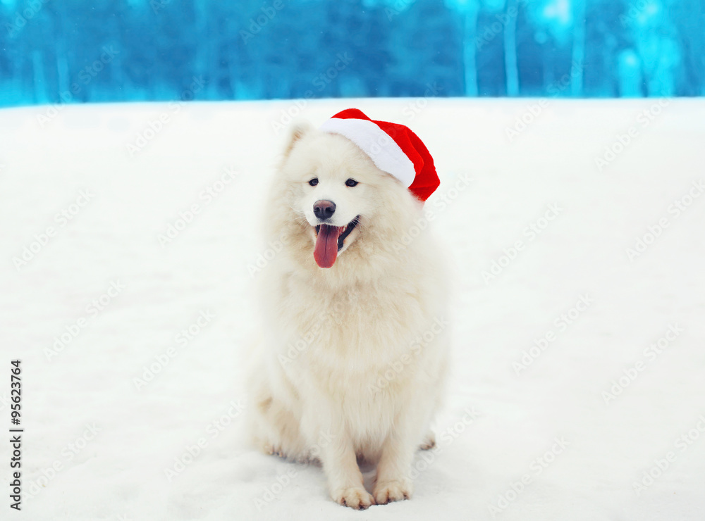 Happy white Samoyed dog wearing a red santa hat on snow in winte