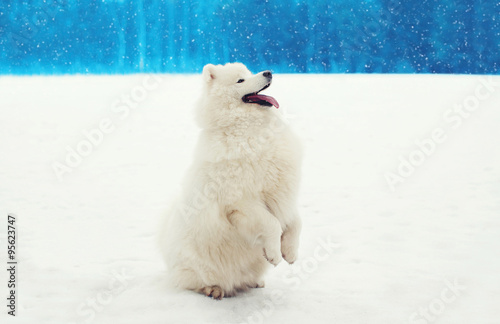 Happy cheerful white Samoyed dog on snow in winter day
