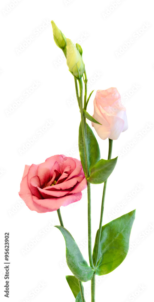 Obraz premium White Eustoma, Lisianthus flowers, yellow buds, family Gentianaceae, isolated, close up.