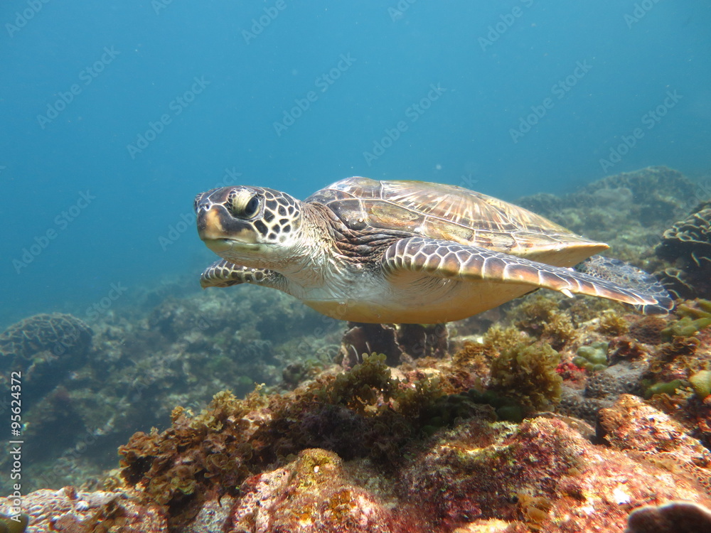 Obraz premium ウミガメ