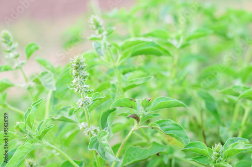 Lemon basil