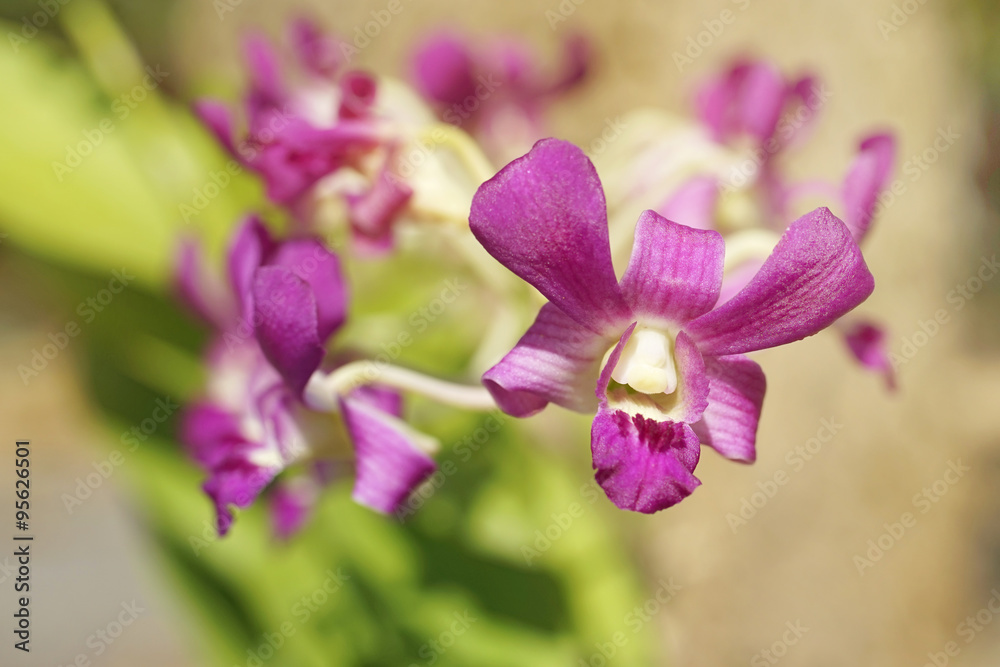 blossom purple Dendrobium orchid on tree blossom purple Dendrobium orchid on tree