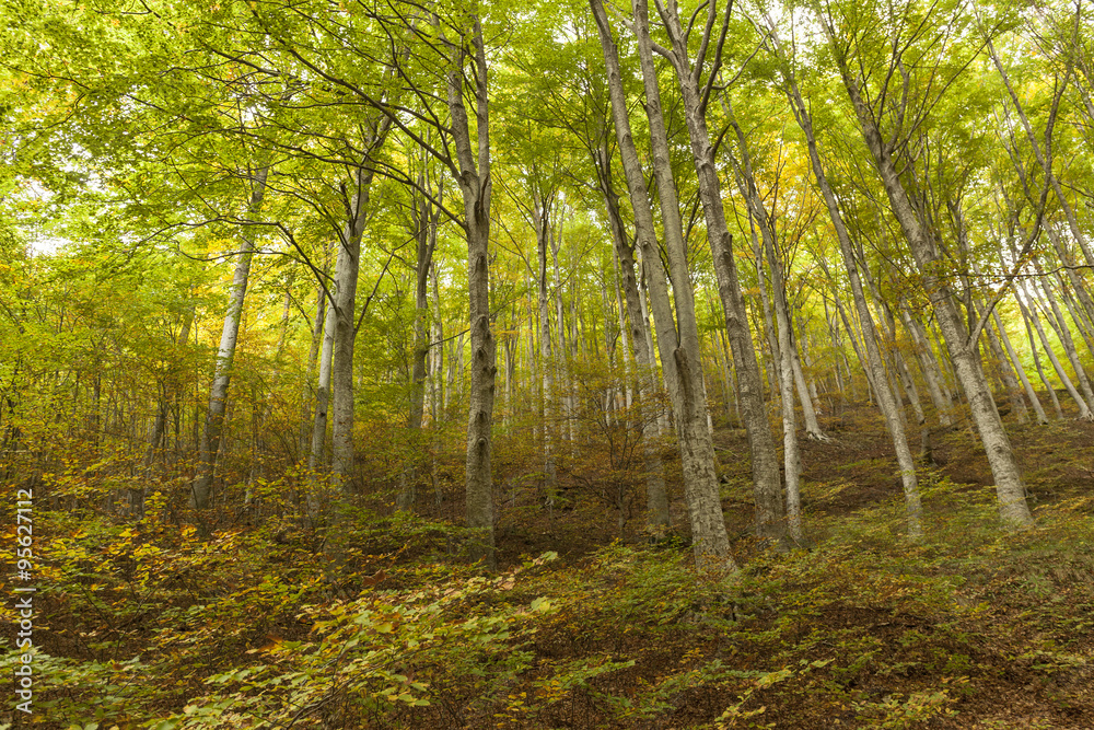 Obraz premium Foresta di lecci : alti alberi , luce solare che filtra 