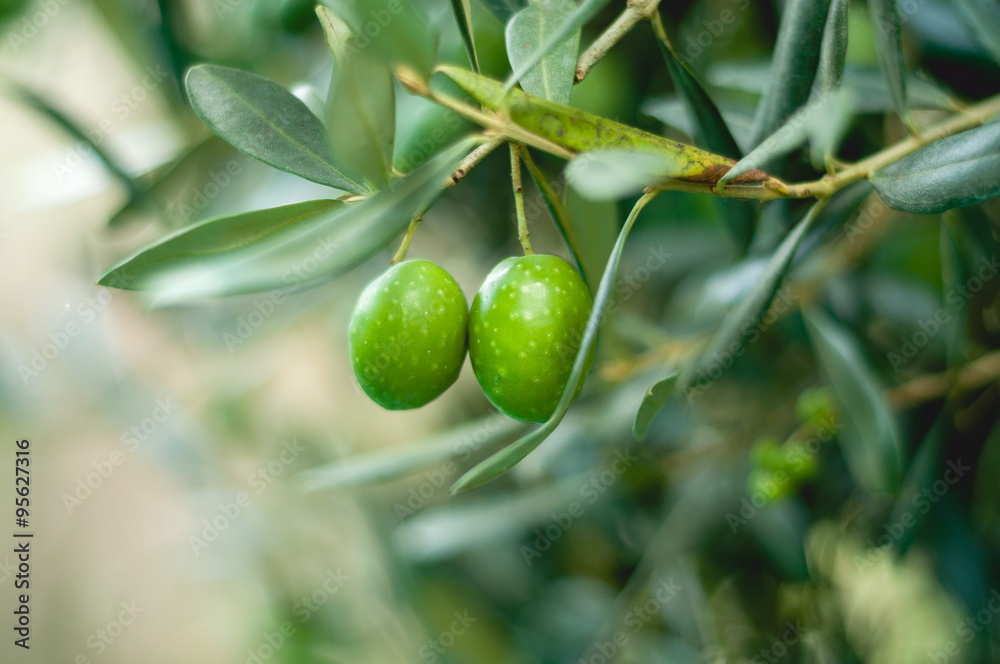Olive sul ramo Olive sul ramo