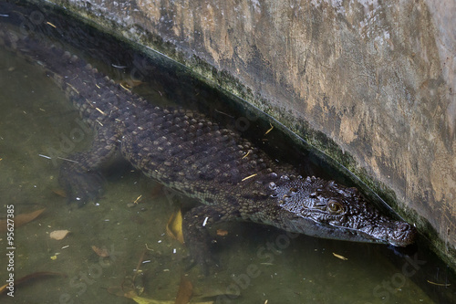 Nile crocodile in water close up