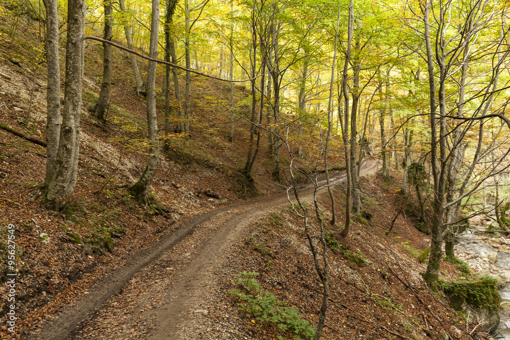 Fototapeta premium Sentiero di montagna, in una foresta di lecci