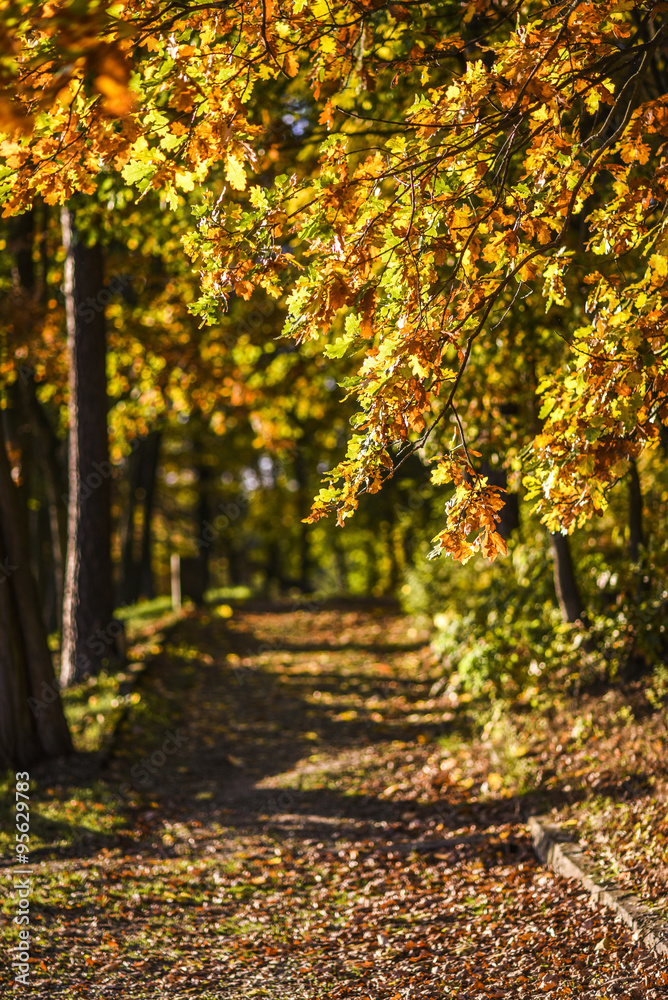 Park jesienią