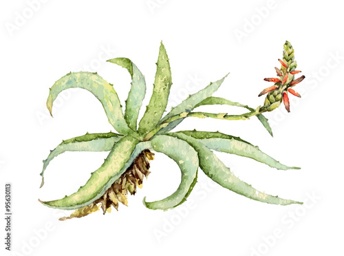 Watercolor illustration of aloe vera