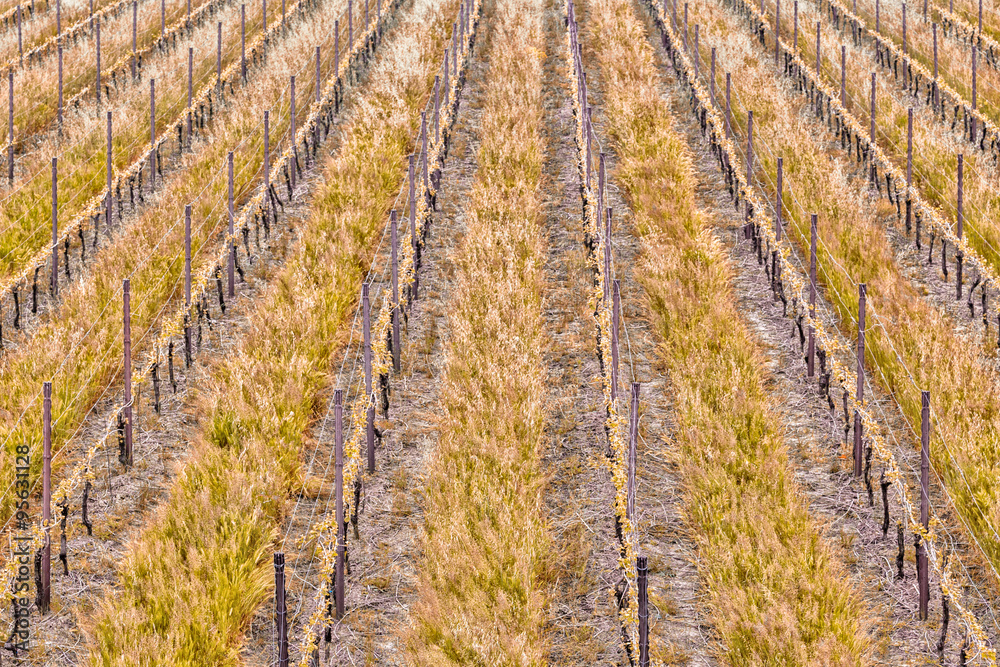 Cultivated fields of green Vineyards